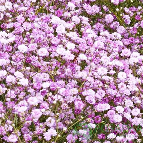 картинка Гипсофила метельчатая Pink Festival картинка Гипсофила метельчатая Pink Festival