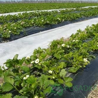 картинка Комплект для выращивания клубники картинка Комплект для выращивания клубники