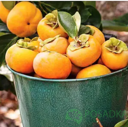 картинка Хурма Жемчужина Сванети 2 летняя (ранняя)  картинка Хурма Жемчужина Сванети 2 летняя (ранняя)