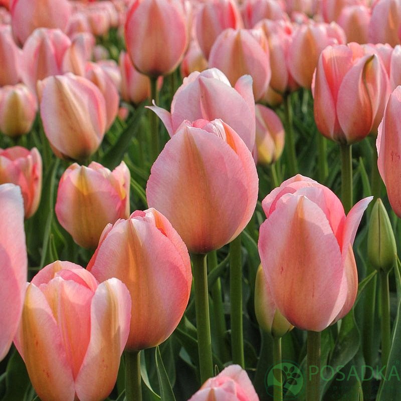 картинка Тюльпан Bella Blush 