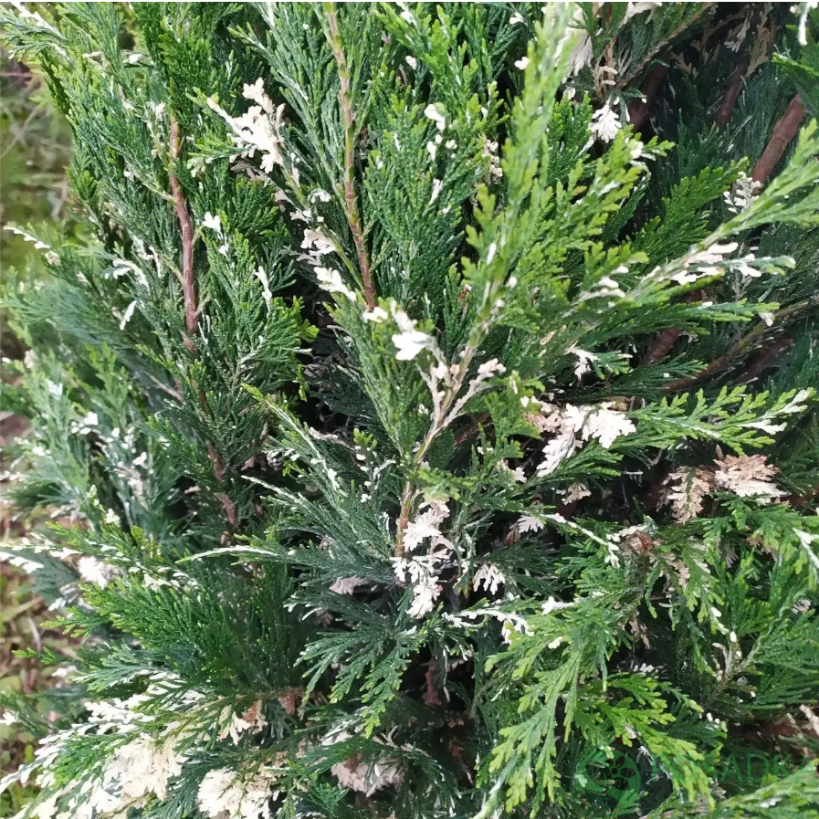 картинка Кипарисовик Лавсона Konijn's Silver 