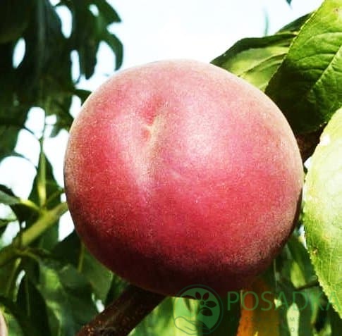 картинка Персик Фиделия 