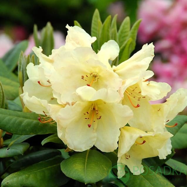 картинка Рододендрон гибридный Goldkrone 