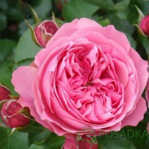 картинка Роза флорибунда Розенграфин Мария Генриетта 