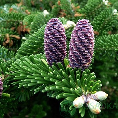картинка Пихта корейская Abies Koreana 