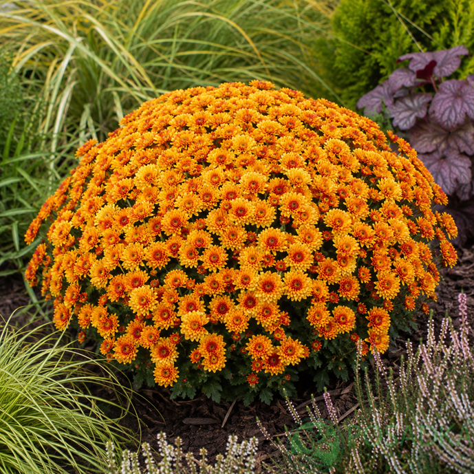 картинка Хризантема мультифлора Lively Orange Bicolo 