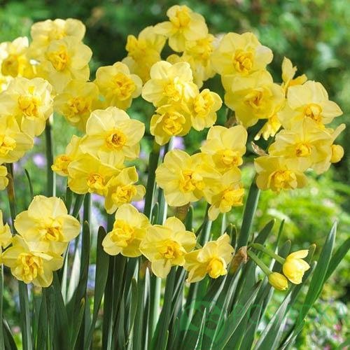картинка Нарцисс Yellow Cheerfulness картинка Нарцисс Yellow Cheerfulness