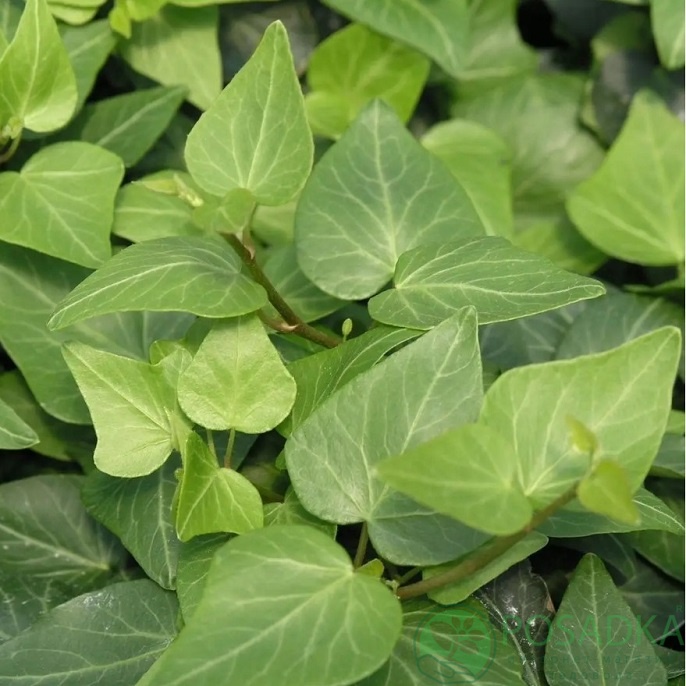 картинка Плющ обыкновенный Тедрап 