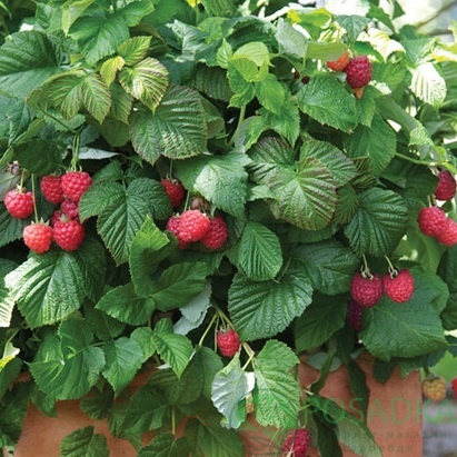 картинка малина Зева 