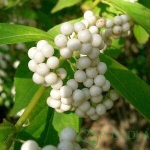 картинка Красивоплобник Албибацея С3 