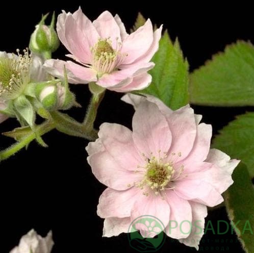 картинка Ежевика Лох Мери 