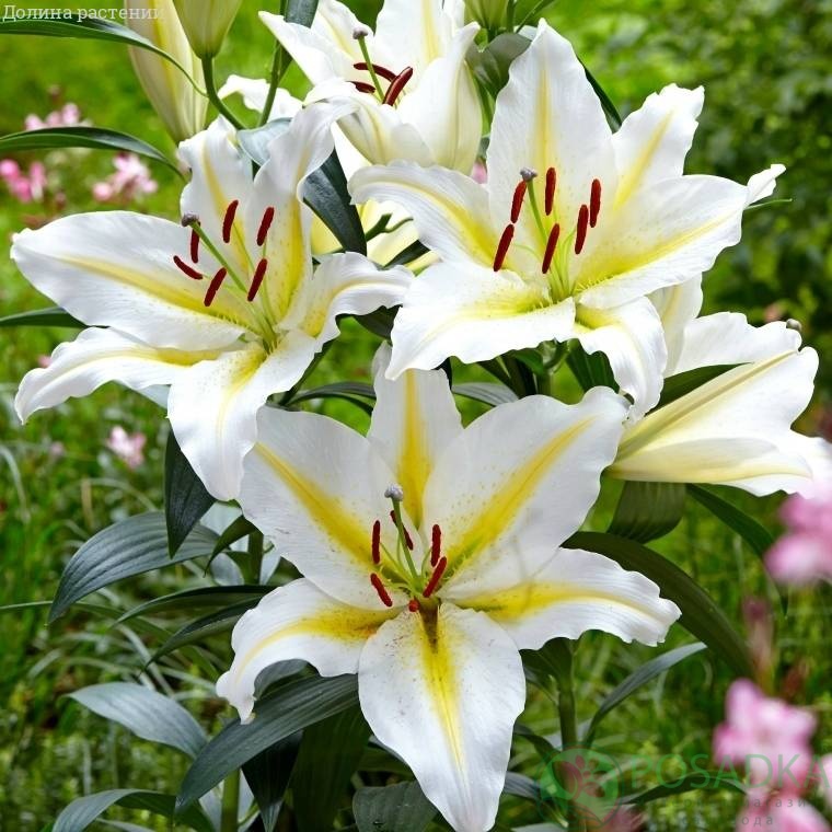 картинка Лилия Baferrari 