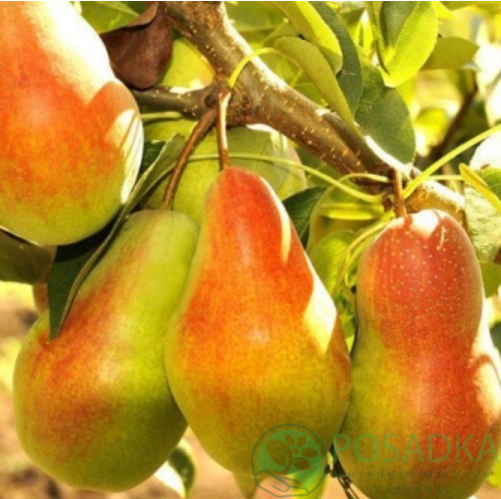 картинка Груша Чудесница 