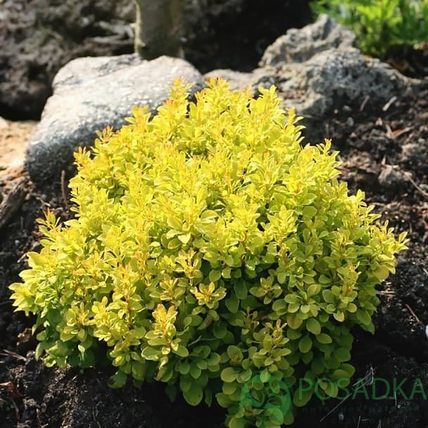 картинка Барбарис тунберга Tiny Gold 