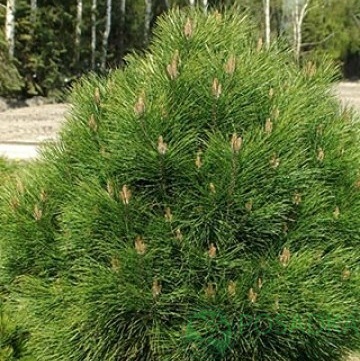 картинка Сосна черная "Rondello" (Ронделло) 