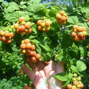 картинка Ежевика желтая Голден Кларк 