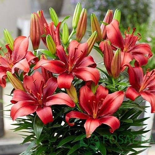 картинка Лилия Salinero 