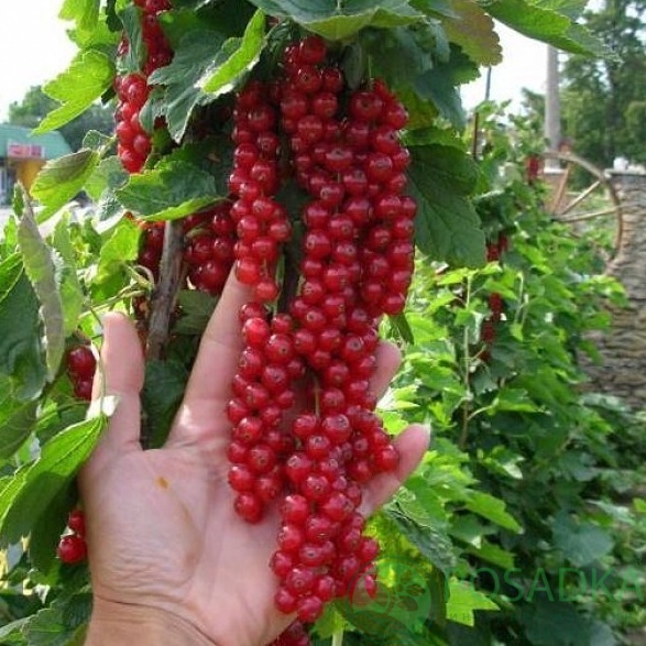 картинка Смородина красная Джунифер 