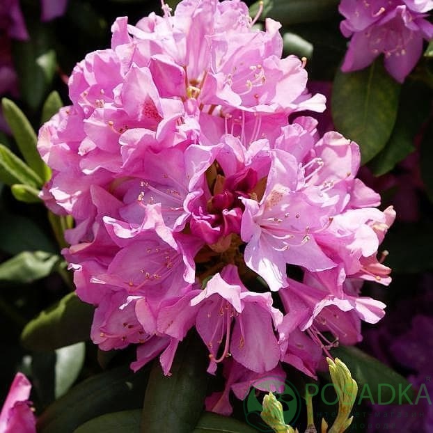 картинка Рододендрон катевбинський Roseum Elegans С10 