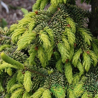 картинка Ель сербская Picea Omorika Aurea 