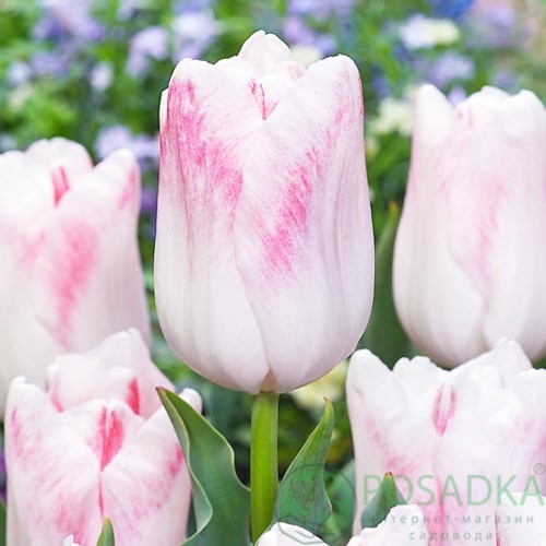 картинка Тюльпан Kyoko Takahashi  картинка Тюльпан Kyoko Takahashi