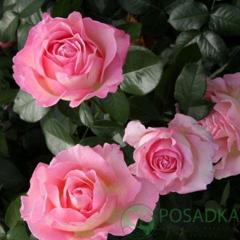 картинка Роза чайно-гибридная Эль 