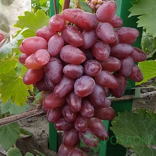 картинка Виноград Жар птица (контейнер) 