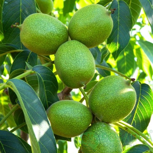 картинка Грецкий орех Фернор 