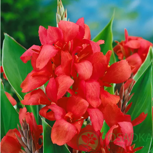 картинка Канна Crimson Beauty 