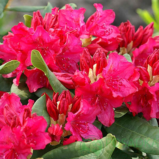 картинка Рододендрон королевский Royal Scarlet 