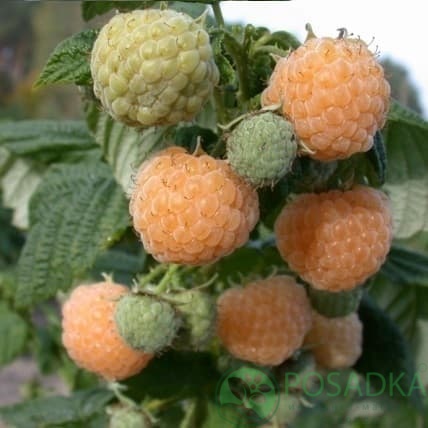 картинка Малина Утренняя роса 