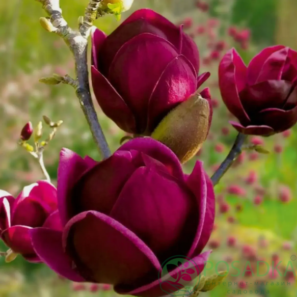 картинка Магнолия Чёрный тюльпан (Black Tulip) (контейнер C5) 