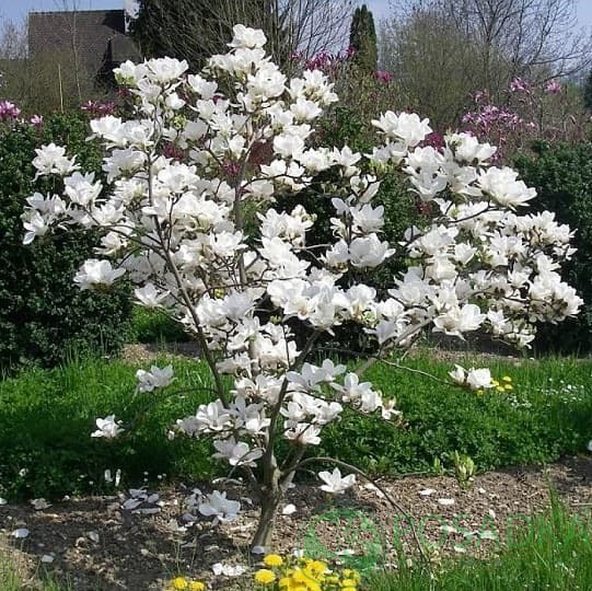 картинка Магнолия Суланжа Альба Суперба С10 