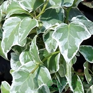 картинка Плющ Little Diamond  картинка Плющ Little Diamond