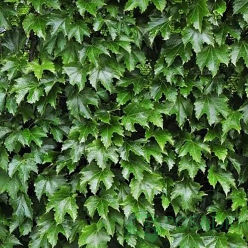 картинка Виноград девичий триостренный Diamond Mountains 