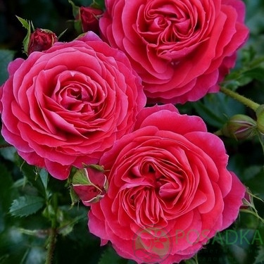 картинка Роза чайно-гибридная Черри Леди  картинка Роза чайно-гибридная Черри Леди