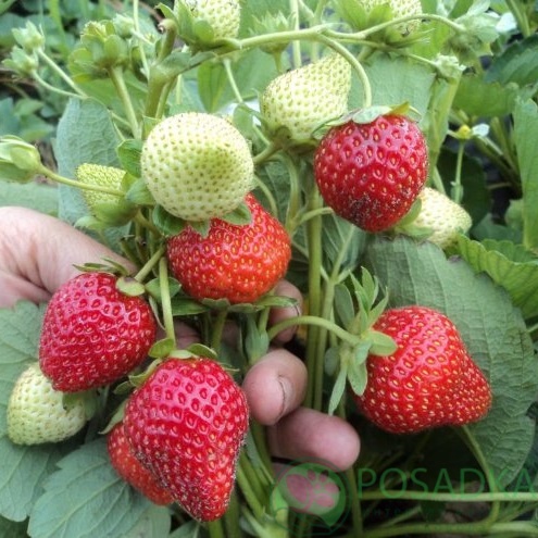 картинка Клубника Капри 