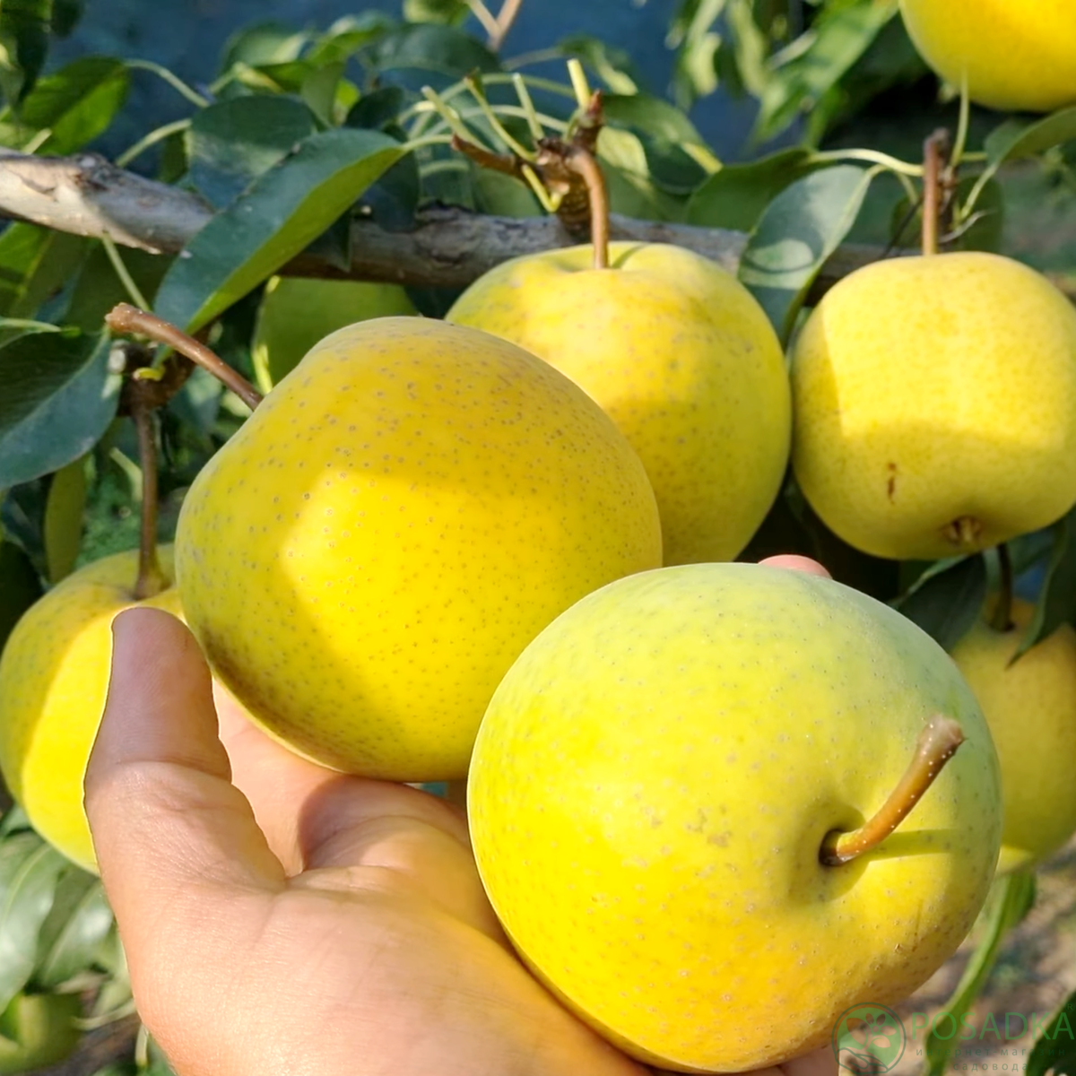 картинка Груша азиатская Пинго ли 