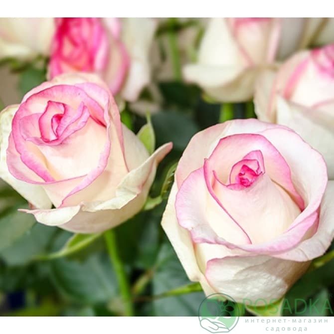 картинка Роза чайно-гибридная Белла Вита 