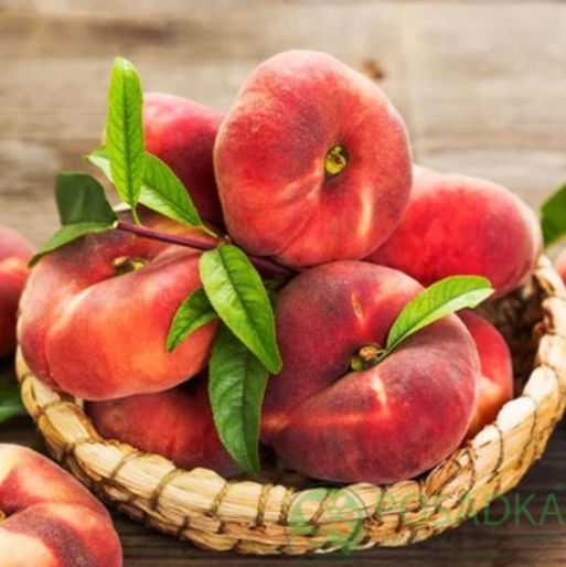 картинка Персик инжирный Свит Ринг 