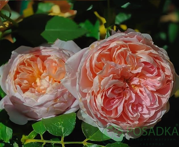 картинка Роза чайно-гибридная Лив Тайлер 