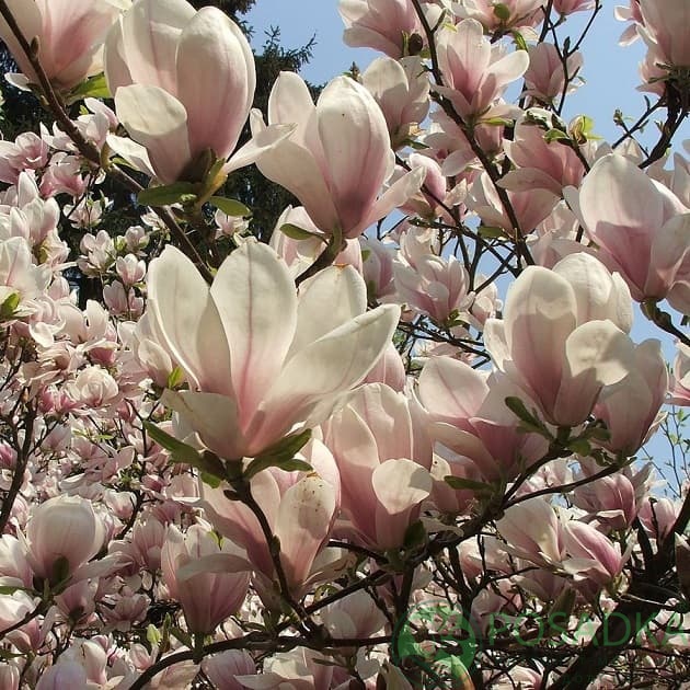 картинка Магнолия Суланжа Специоза 