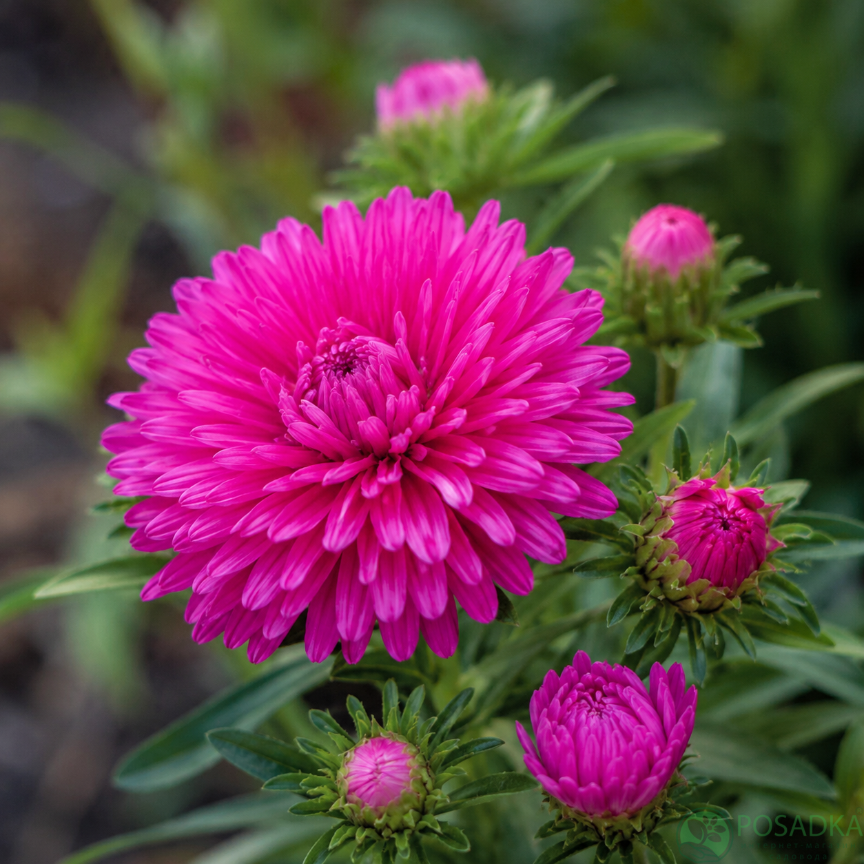 картинка Астра новобельгийская Showmakers Pretty Pink 