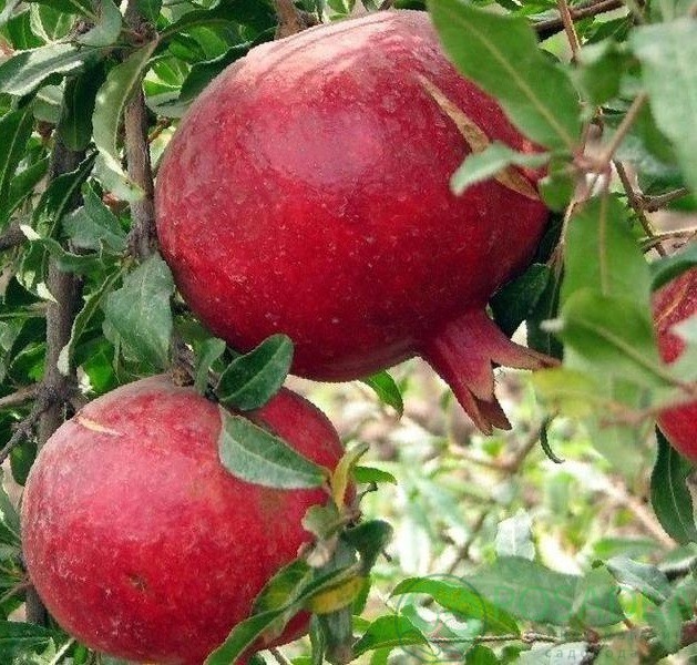 картинка Гранат Гринго 