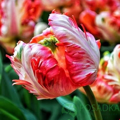 картинка Тюльпан Apricot Parrot 