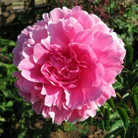 картинка Пион травянистый The Fawn 