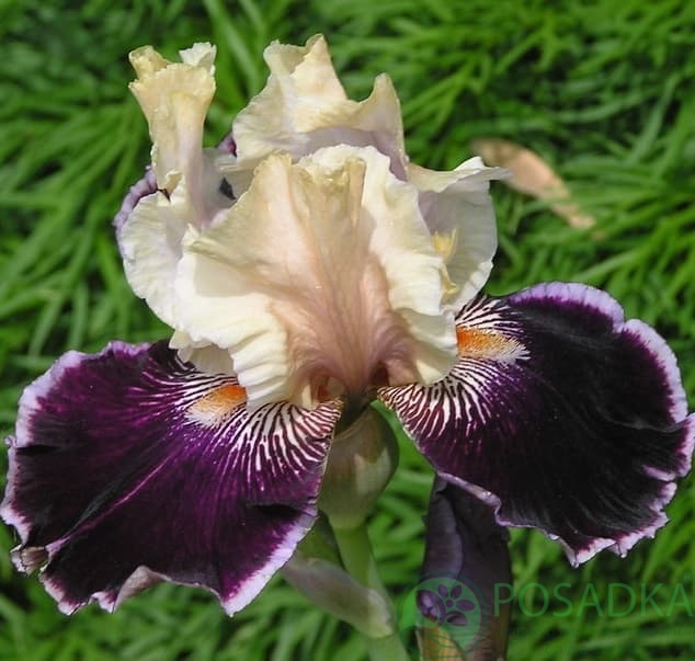 картинка Ирис germanica Liaison 