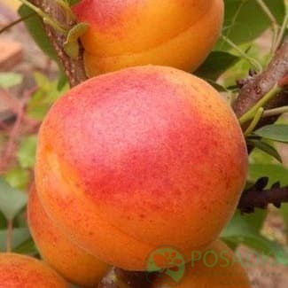 картинка Абрикос Крупноплордный Дуки 