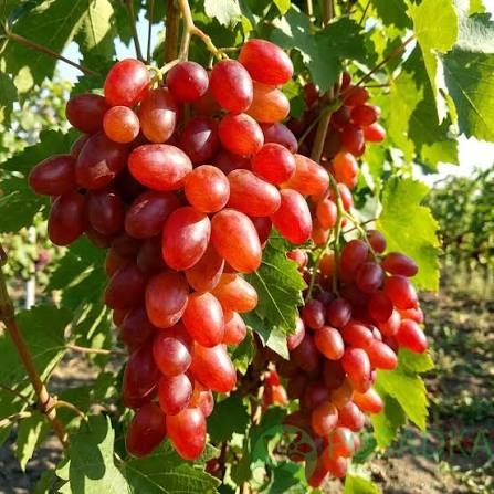 картинка Виноград Донецкий огонёк 