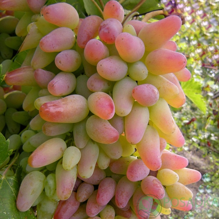 картинка Виноград Заграва 